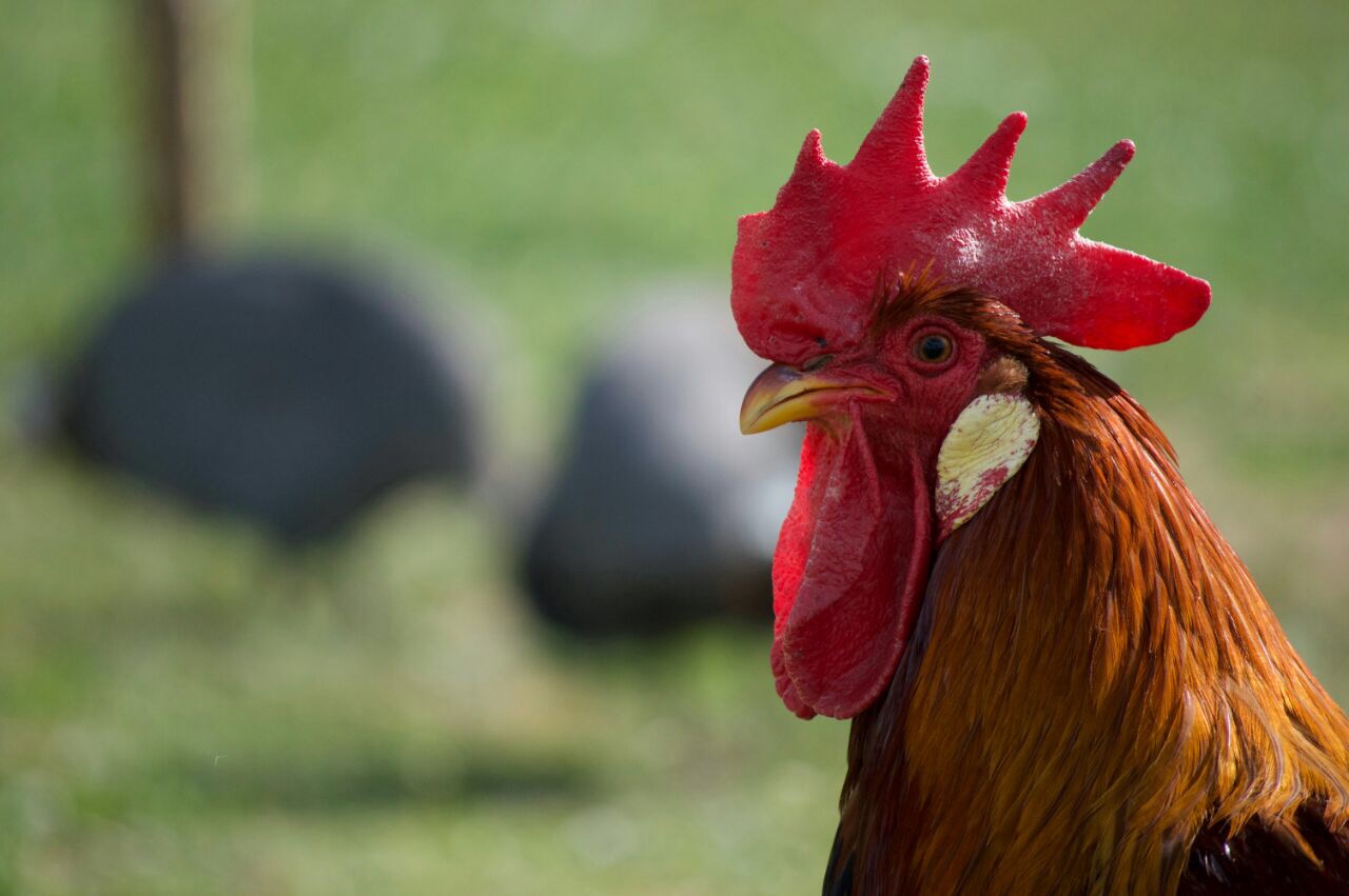 tenuta-le-tre-virtu-gallo