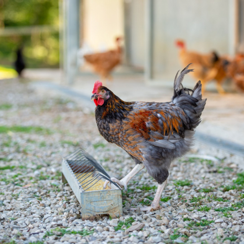 fattoria tenuta le tre virtu