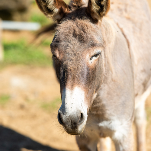 la nostra mascotte tenuta le tre virtu