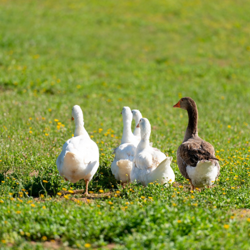 oche fattoria toscana