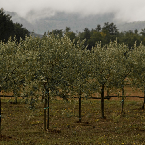 olivi tenuta le tre virtu toscana