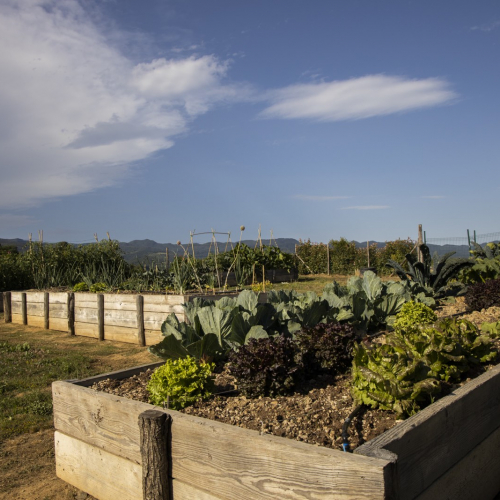 orto tenuta le tre virtu