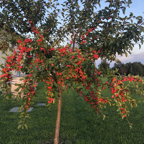 primavera alla tenuta